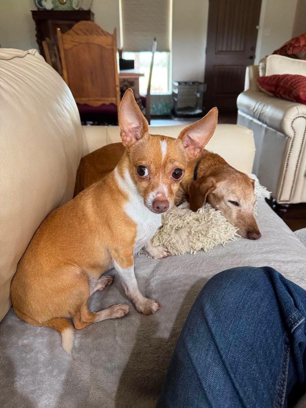 Gingersnap, Adoptable, Adult Female Chihuahua.