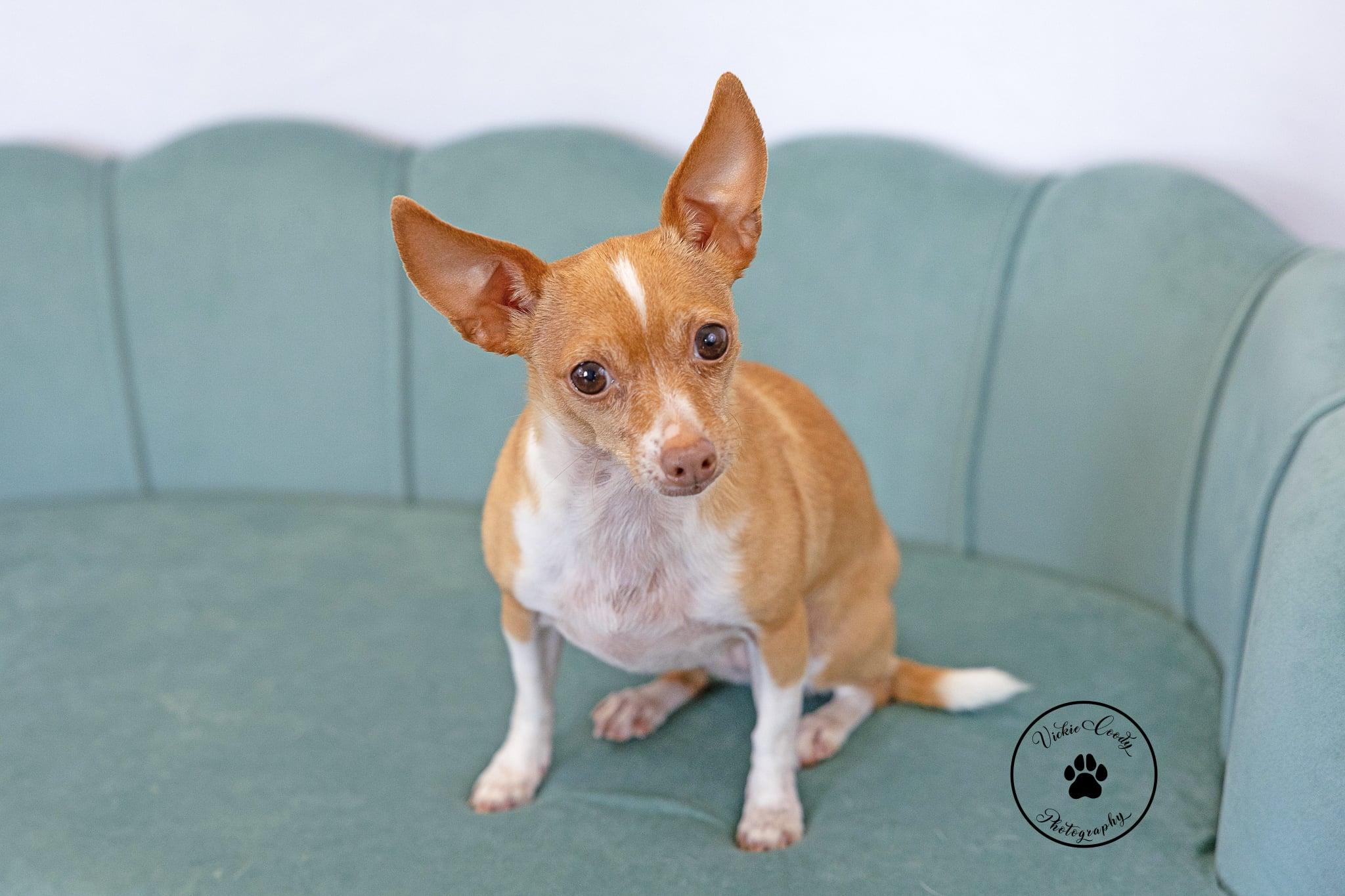 Enlarge Gingersnap, a Adoptable Chihuahua in Austin, TX image 2/6