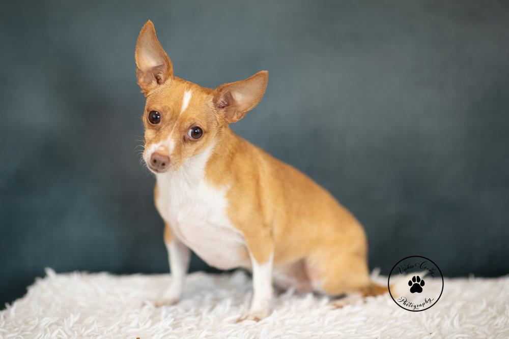 Enlarge Gingersnap, a Adoptable Chihuahua in Austin, TX image 4/5