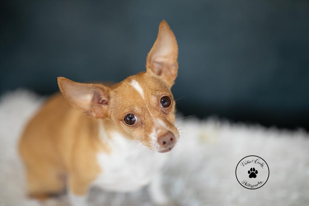 Gingersnap, a Adoptable Chihuahua in Austin, TX image 3/6