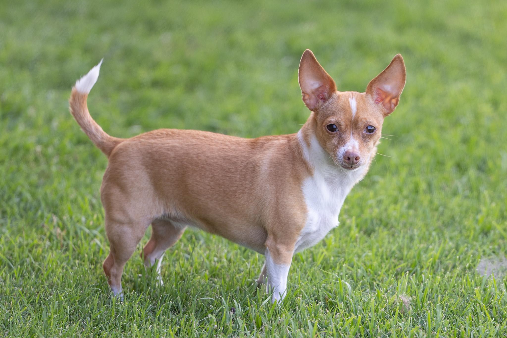 Enlarge Gingersnap, a Adoptable Chihuahua in Austin, TX image 2/6