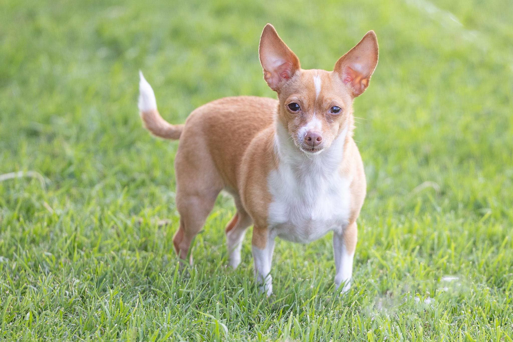 Enlarge Gingersnap, a Adoptable Chihuahua in Austin, TX image 3/6