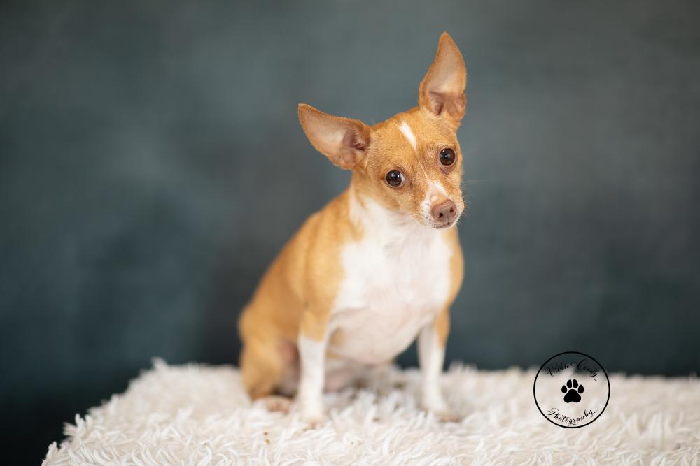 Enlarge Gingersnap, a Adoptable Chihuahua in Austin, TX image 4/6