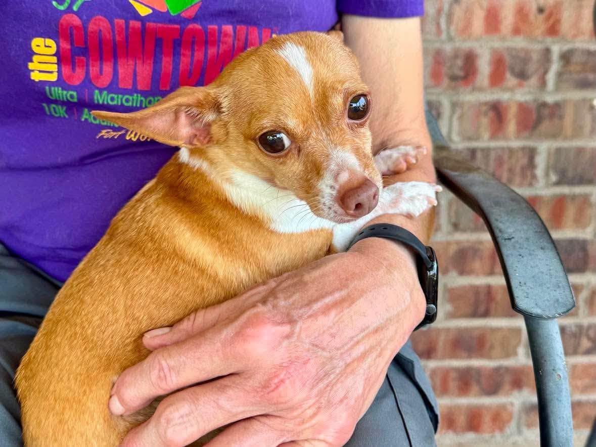 Gingersnap, a Adoptable Chihuahua in Austin, TX image 5/6
