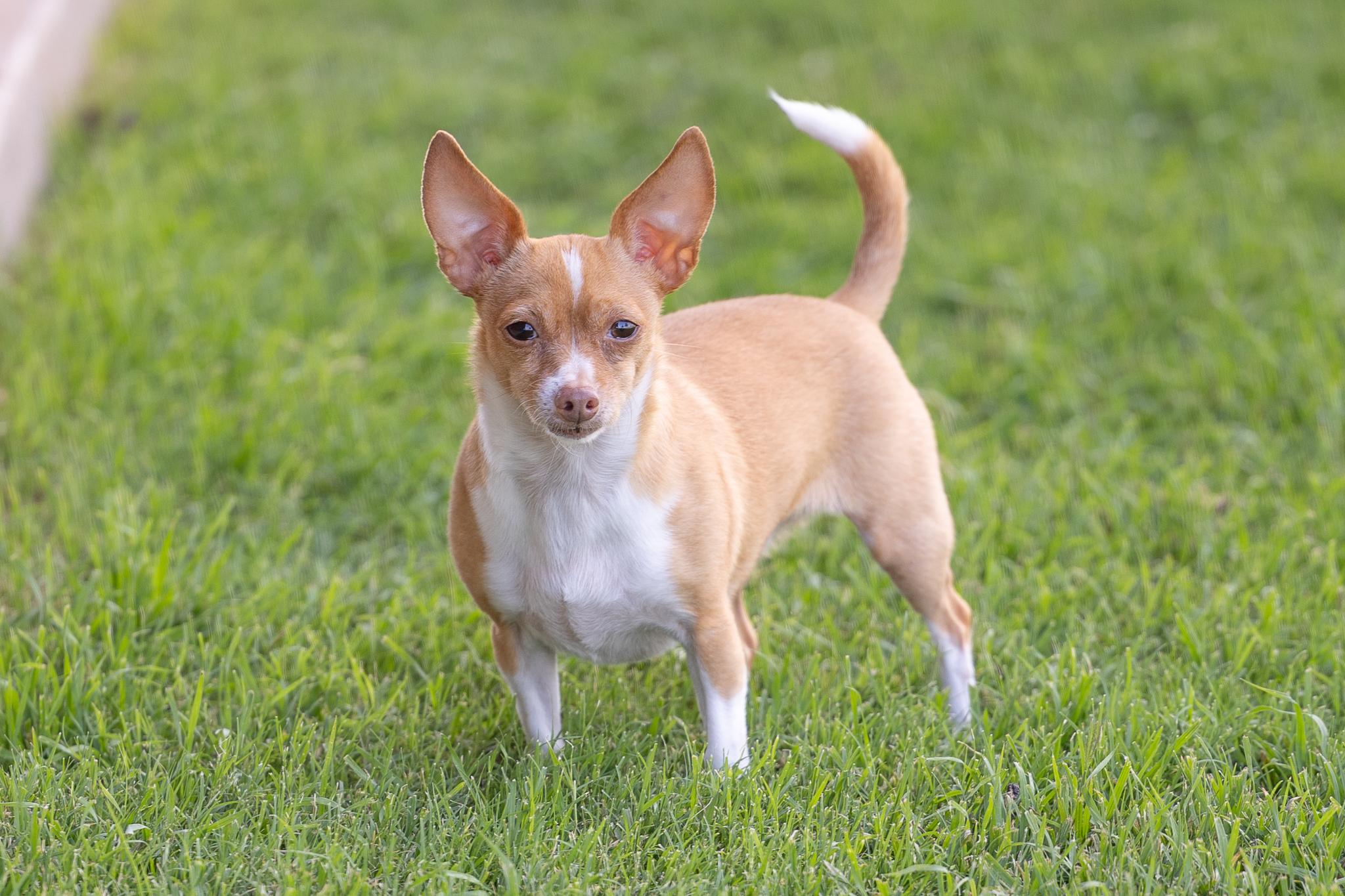 Enlarge Gingersnap, a Adoptable Chihuahua in Austin, TX image 5/6