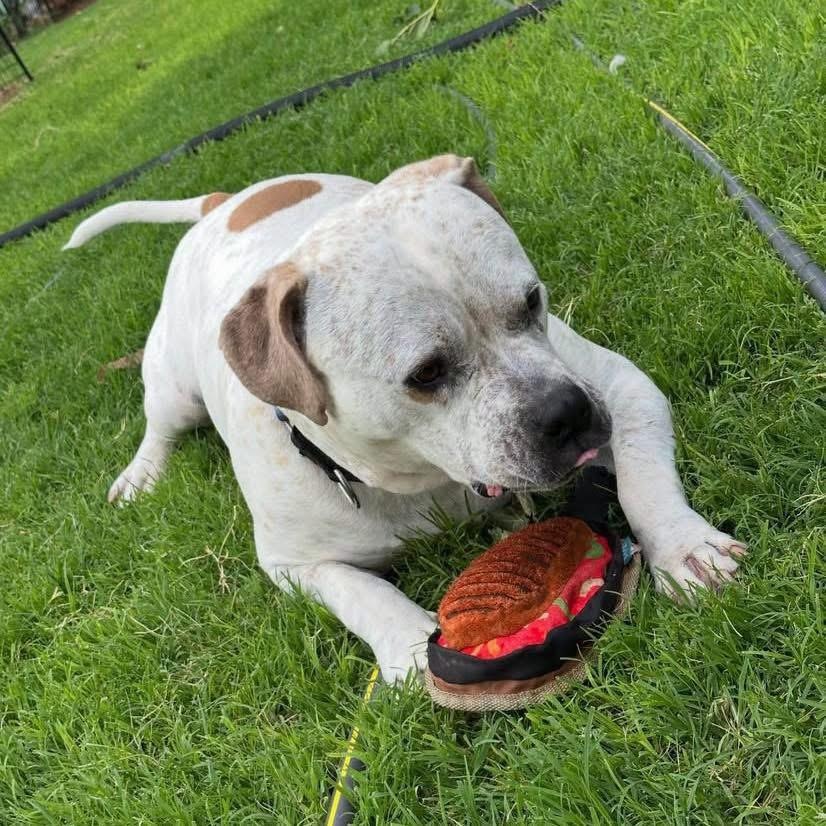 Enlarge Jasper, a ADOPTABLE mixed breed in Lubbock, TX image 2/4