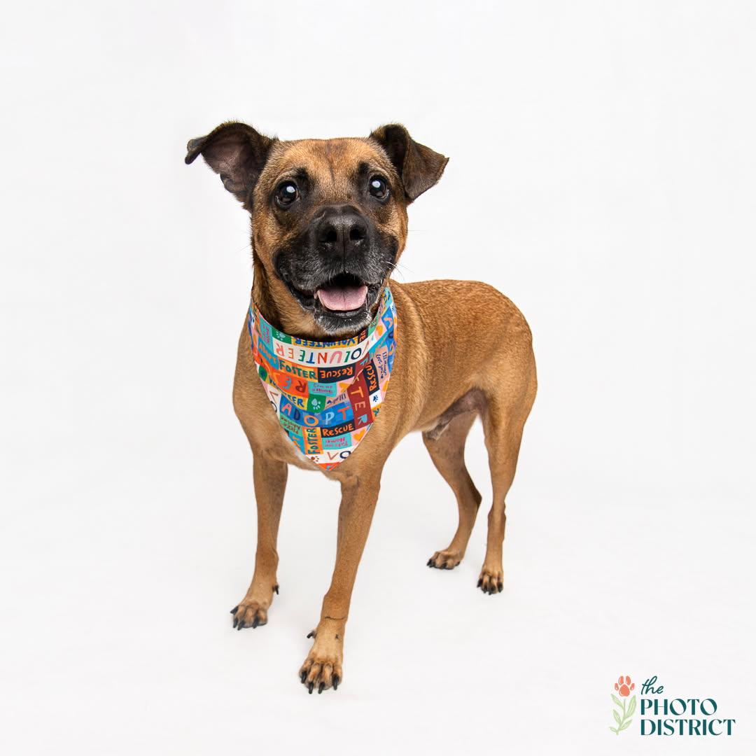 Hank, Adoptable, Adult Male Black Mouth Cur.