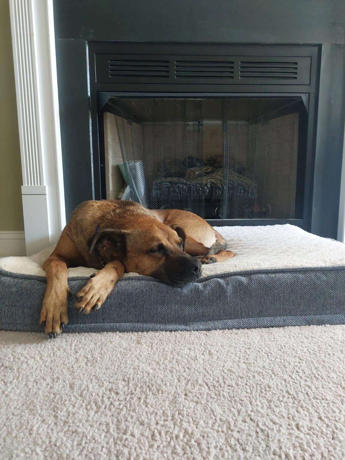 Hank, a Adoptable mixed breed in Manhasset, NY image 5/6