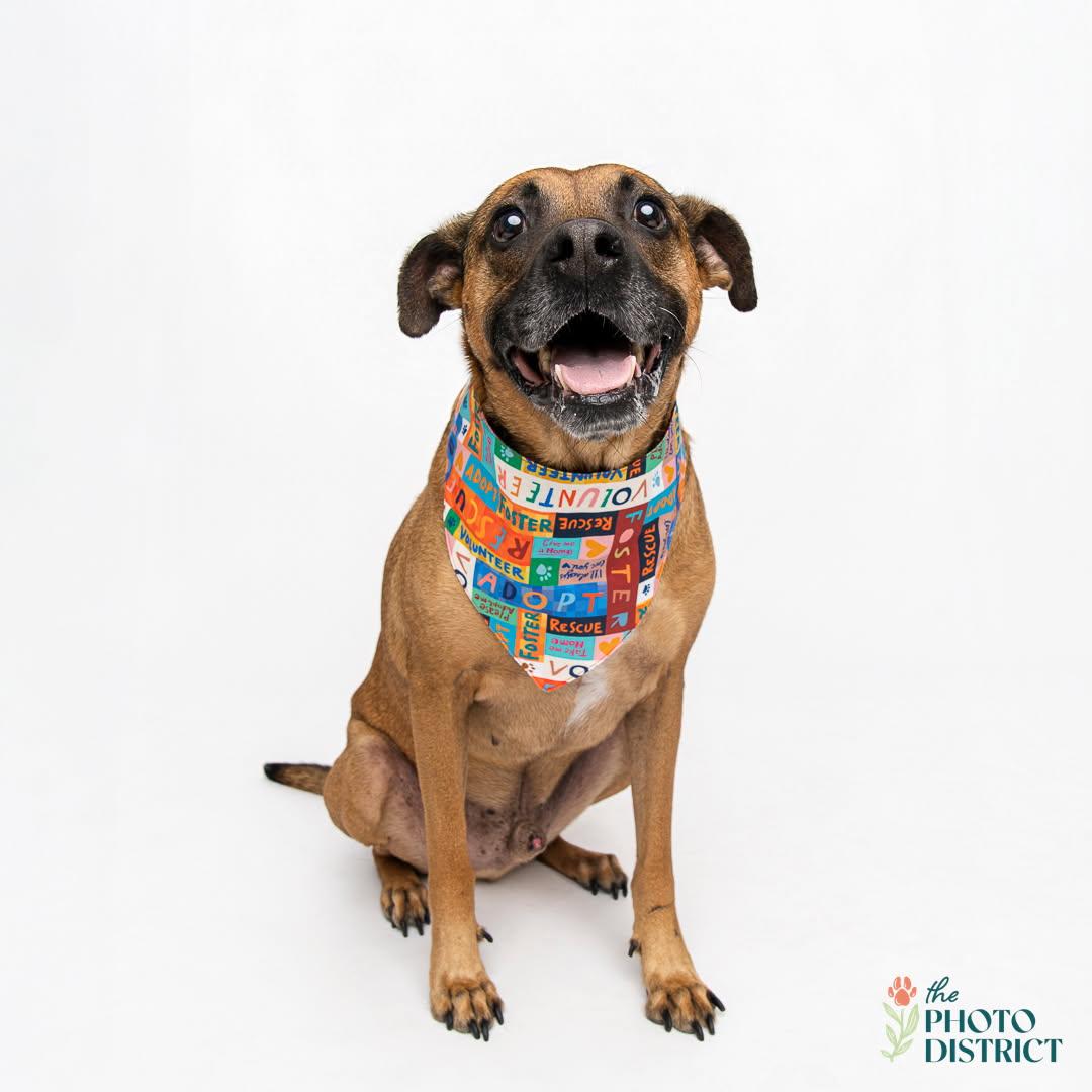 Hank, a Adoptable mixed breed in Manhasset, NY image 1/6