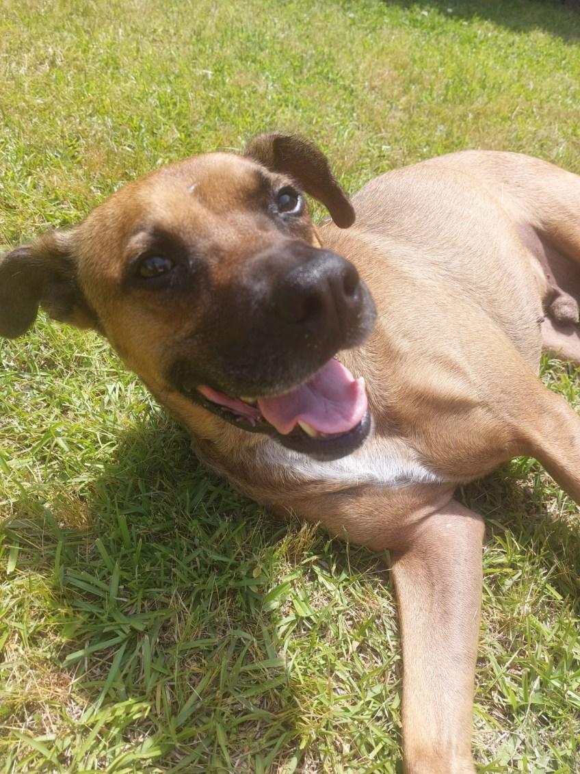 Hank, a Adoptable mixed breed in Manhasset, NY image 2/6