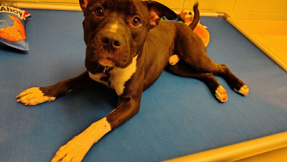 Enlarge Ace, a Adoptable mixed breed in Kalamazoo, MI image 2/5