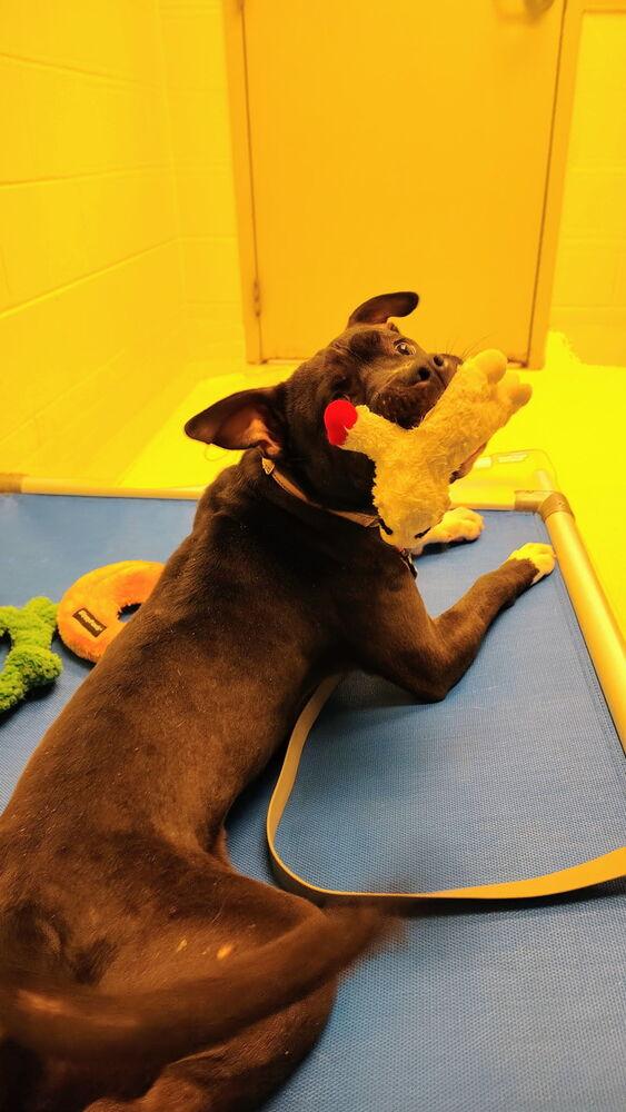 Enlarge Ace, a Adoptable mixed breed in Kalamazoo, MI image 5/5