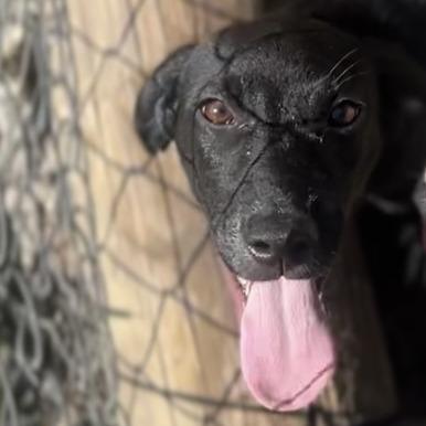 Debbie, Adoptable, Young Female Coonhound.