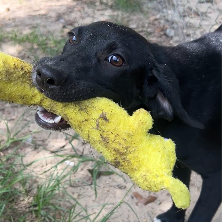 Enlarge Debbie, a Adoptable Coonhound in Wiggins, MS image 2/2