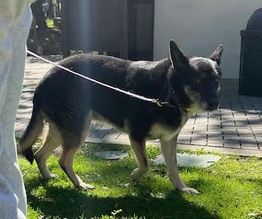 Enlarge Lilli , a ADOPTABLE German Shepherd Dog in Carlsbad, CA image 3/6