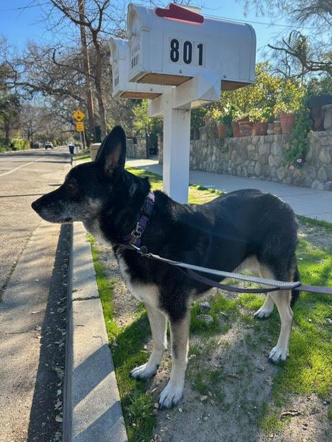 Enlarge Lilli , a ADOPTABLE German Shepherd Dog in Carlsbad, CA image 2/6