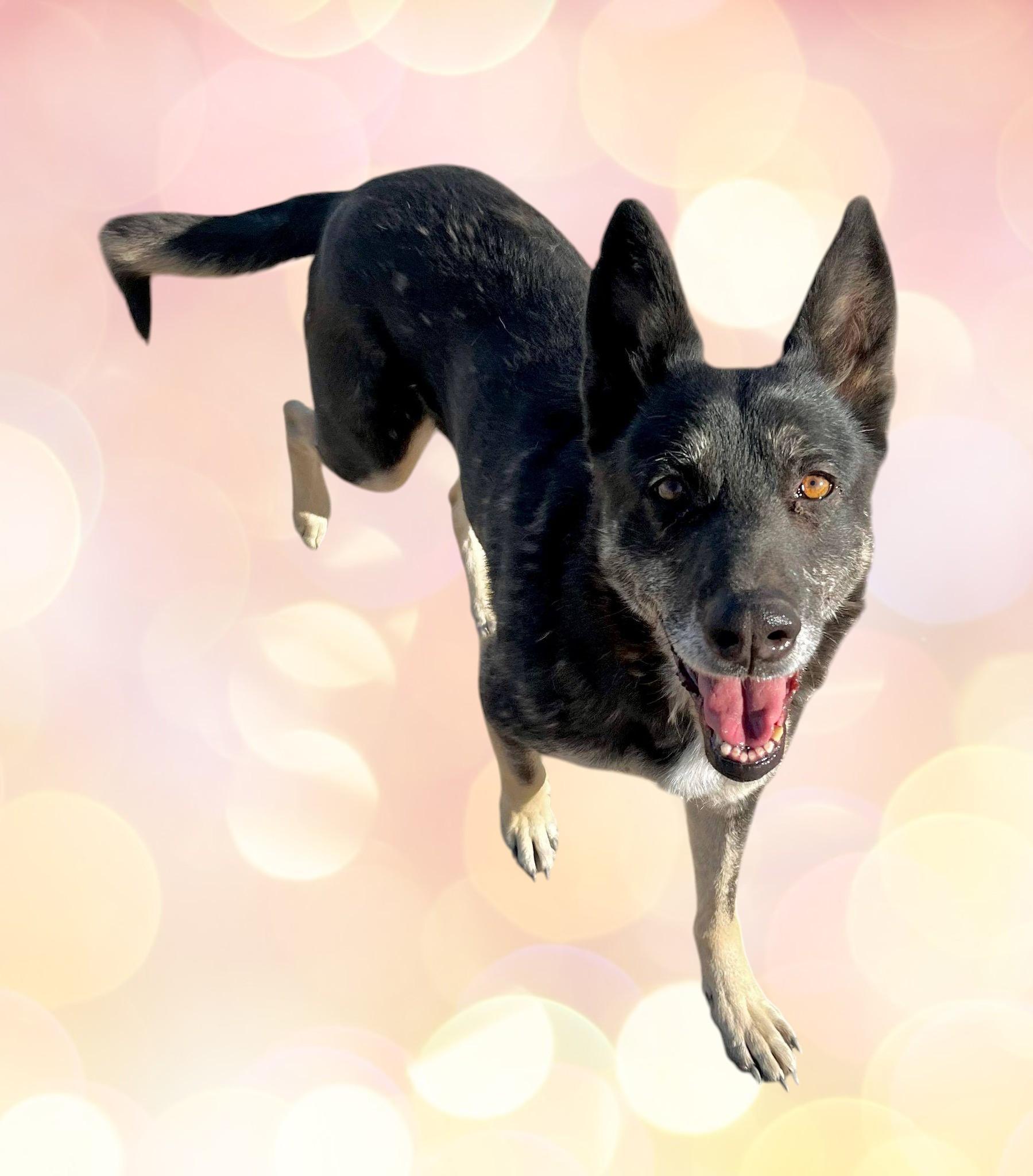 Enlarge Lilli , a ADOPTABLE German Shepherd Dog in Carlsbad, CA image 5/6