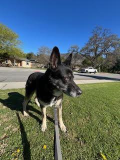 Enlarge Lilli , a ADOPTABLE German Shepherd Dog in Carlsbad, CA image 4/6