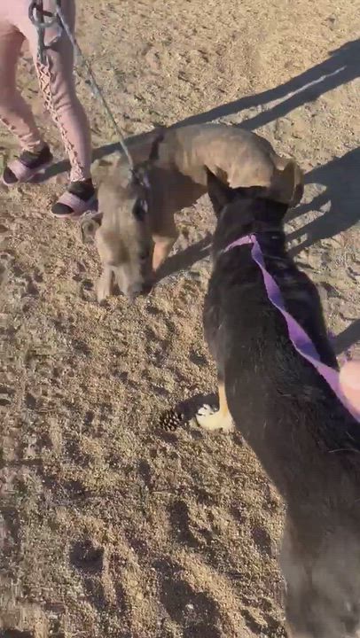 Enlarge Lilli , a ADOPTABLE German Shepherd Dog in Carlsbad, CA video 6/6