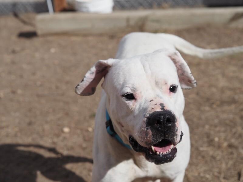 Enlarge Socrates, a Adoptable mixed breed in Windsor, CO image 1/6