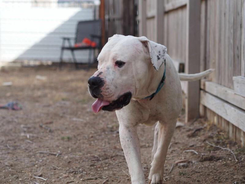 Enlarge Socrates, a Adoptable mixed breed in Windsor, CO image 2/6