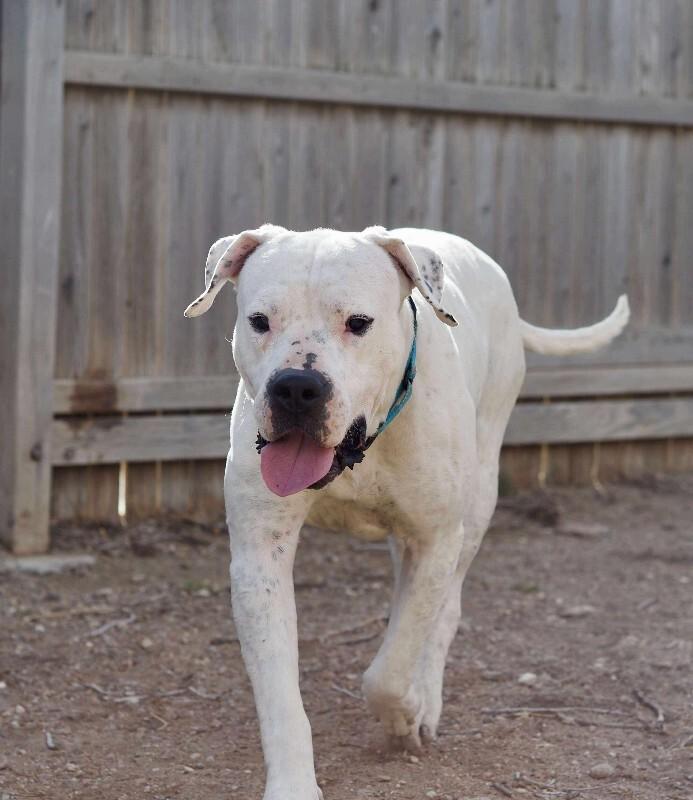 Enlarge Socrates, a Adoptable mixed breed in Windsor, CO image 3/6