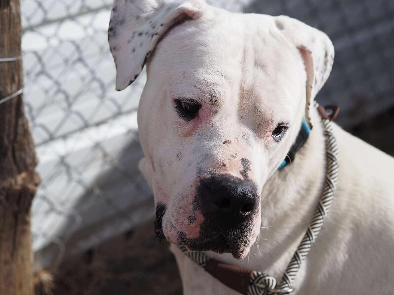 Enlarge Socrates, a Adoptable mixed breed in Windsor, CO image 4/6