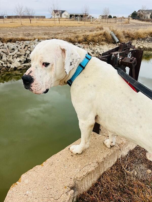 Enlarge Socrates, a Adoptable mixed breed in Windsor, CO image 5/6