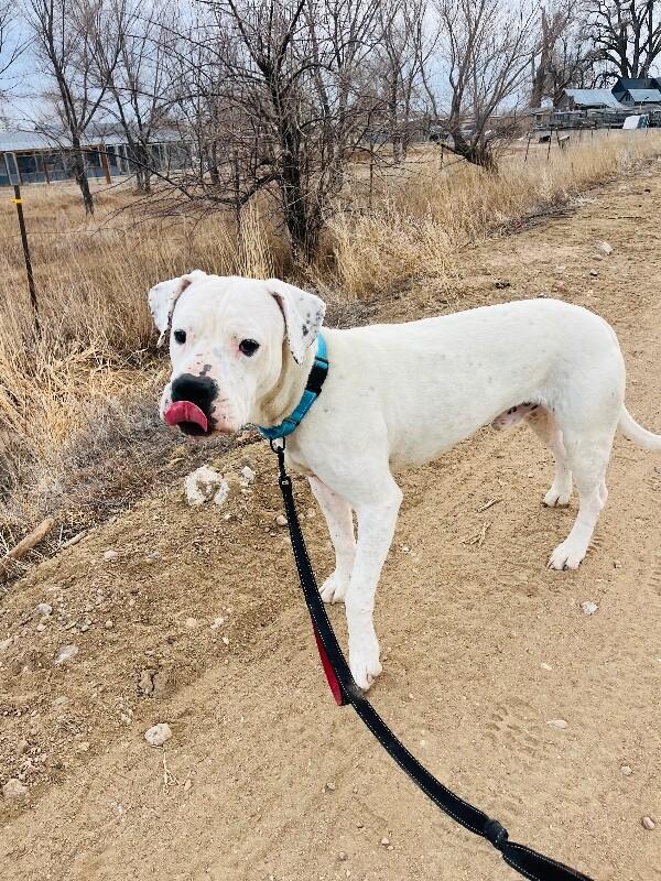 Enlarge Socrates, a Adoptable mixed breed in Windsor, CO image 6/6