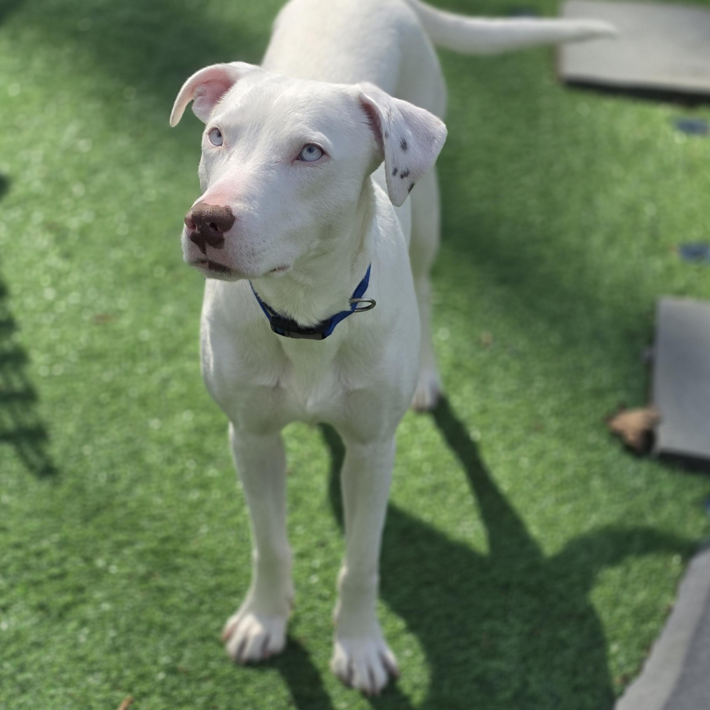 Enlarge Damon Blu eyes, a Adoptable mixed breed in Blairstown, NJ image 2/6