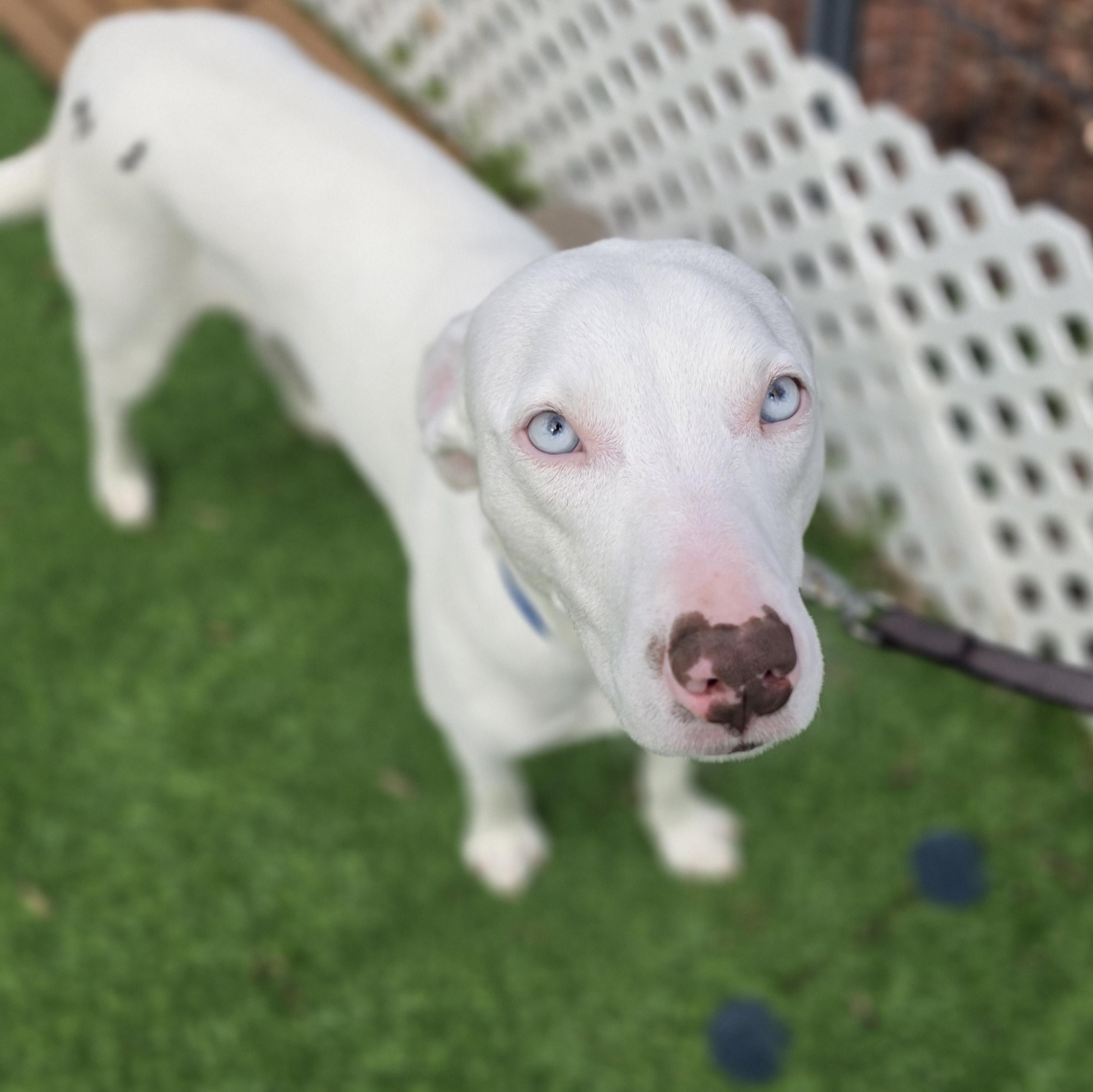 Enlarge Damon Blu eyes, a Adoptable mixed breed in Blairstown, NJ image 3/6