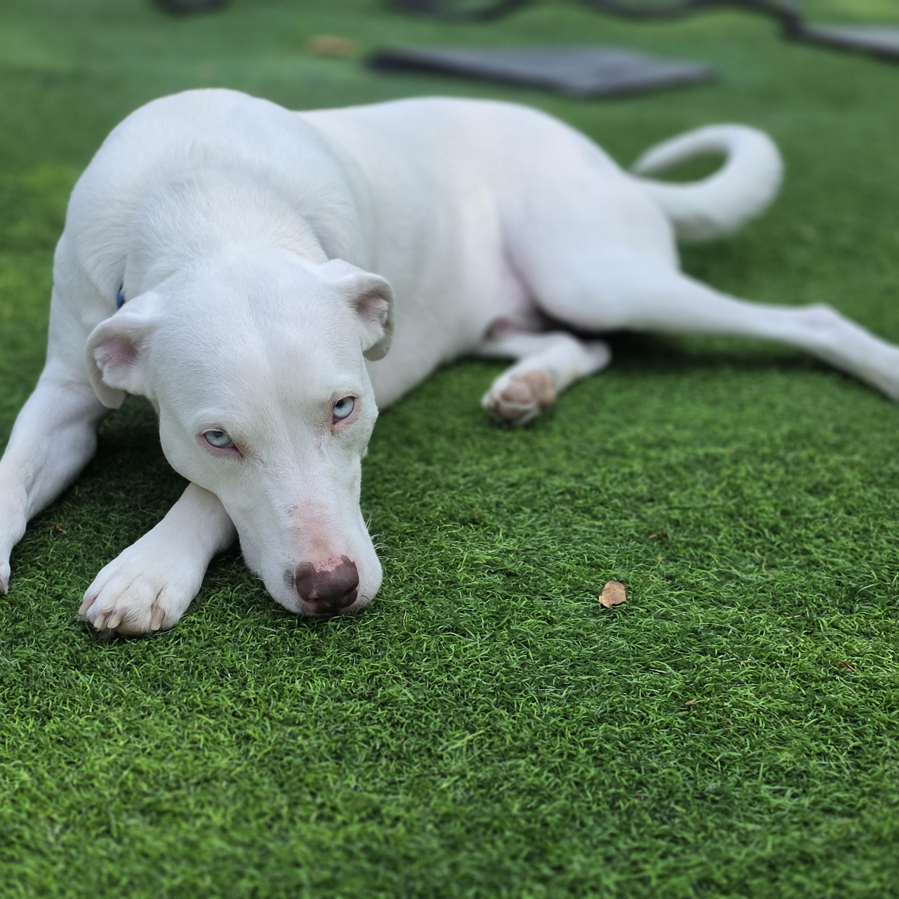 Enlarge Damon Blu eyes, a Adoptable mixed breed in Blairstown, NJ image 5/6
