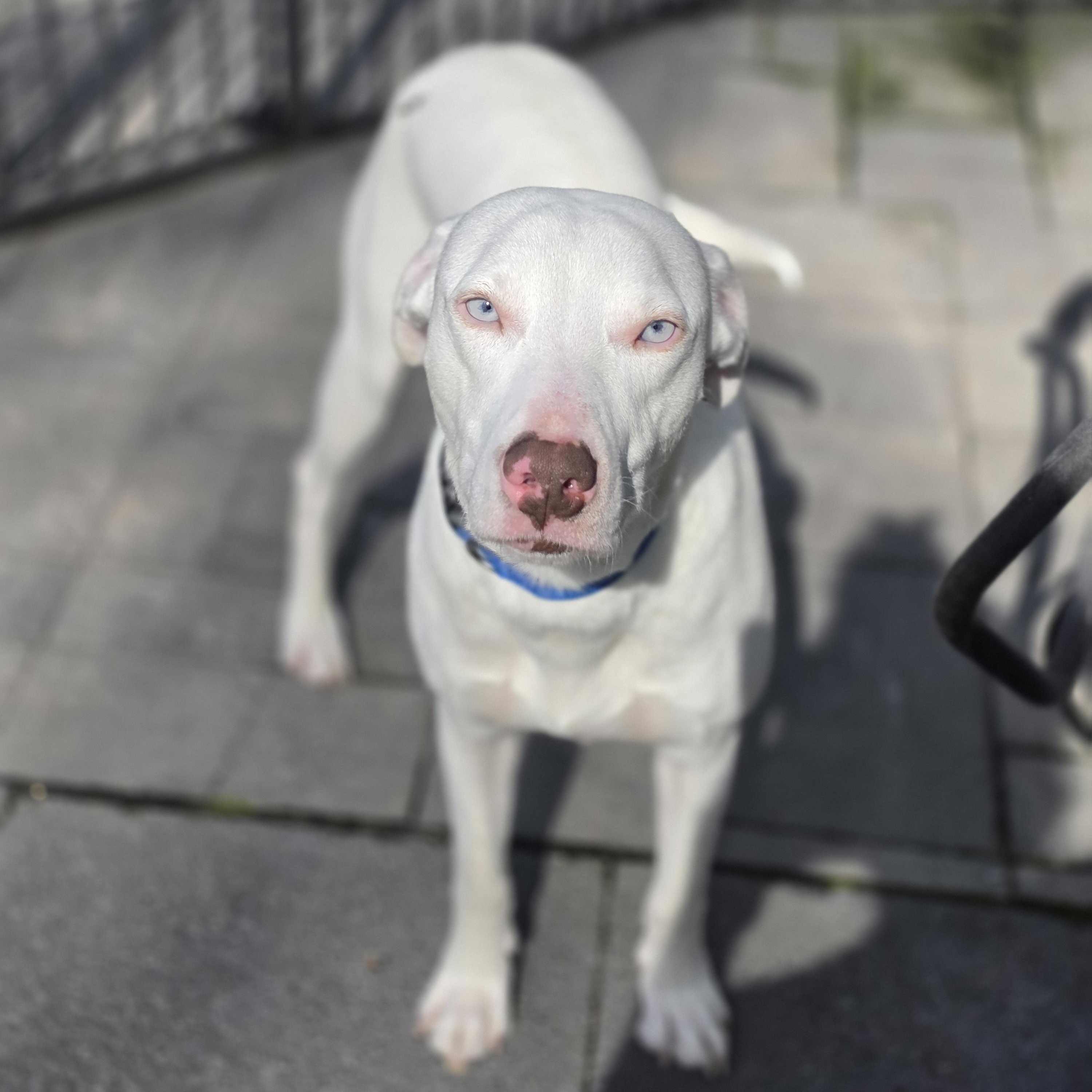 Enlarge Damon Blu eyes, a Adoptable mixed breed in Blairstown, NJ image 1/6