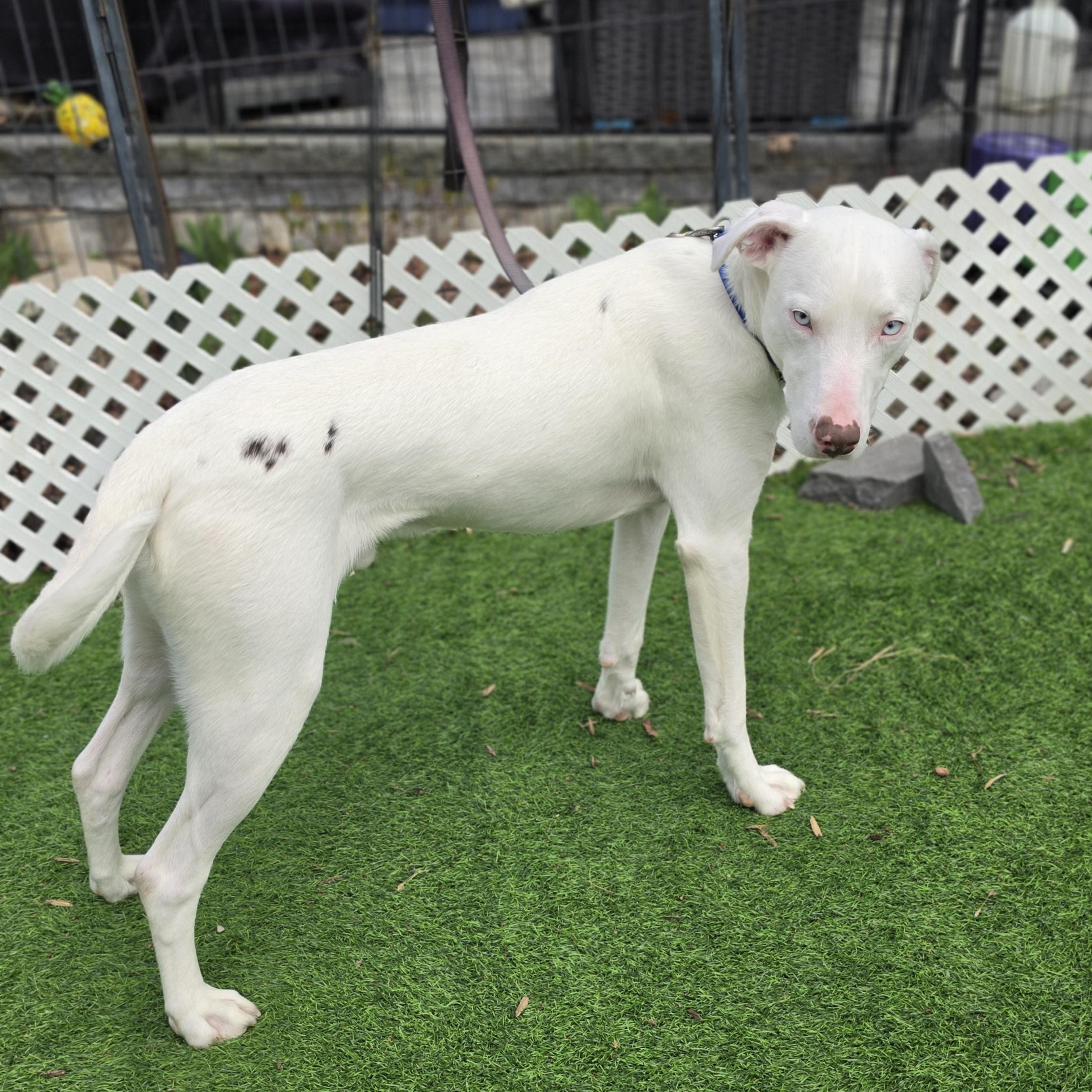 Enlarge Damon Blu eyes, a Adoptable mixed breed in Blairstown, NJ image 4/6