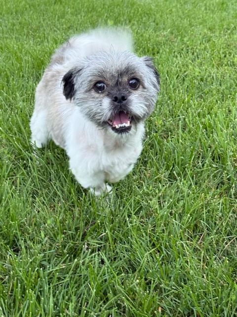 Enlarge Felicity, a Adopted mixed breed in Lafayette Hill, PA image 1/3