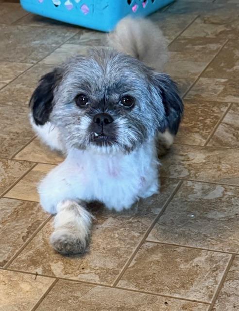 Enlarge Felicity, a Adopted mixed breed in Lafayette Hill, PA image 2/3