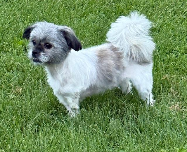 Enlarge Felicity, a Adopted mixed breed in Lafayette Hill, PA image 3/3