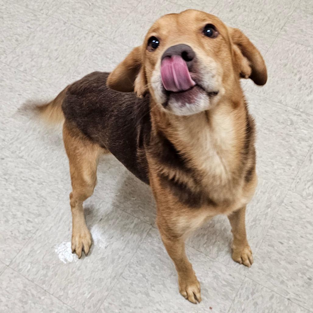 Enlarge Chestnut, a Adoptable mixed breed in Chatham, VA image 1/5