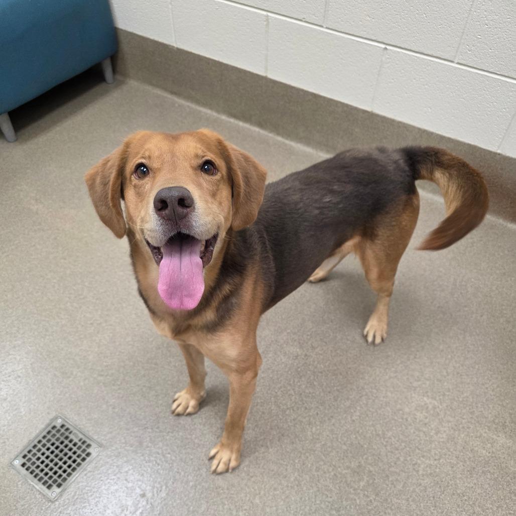 Enlarge Chestnut, a Adoptable mixed breed in Chatham, VA image 2/6