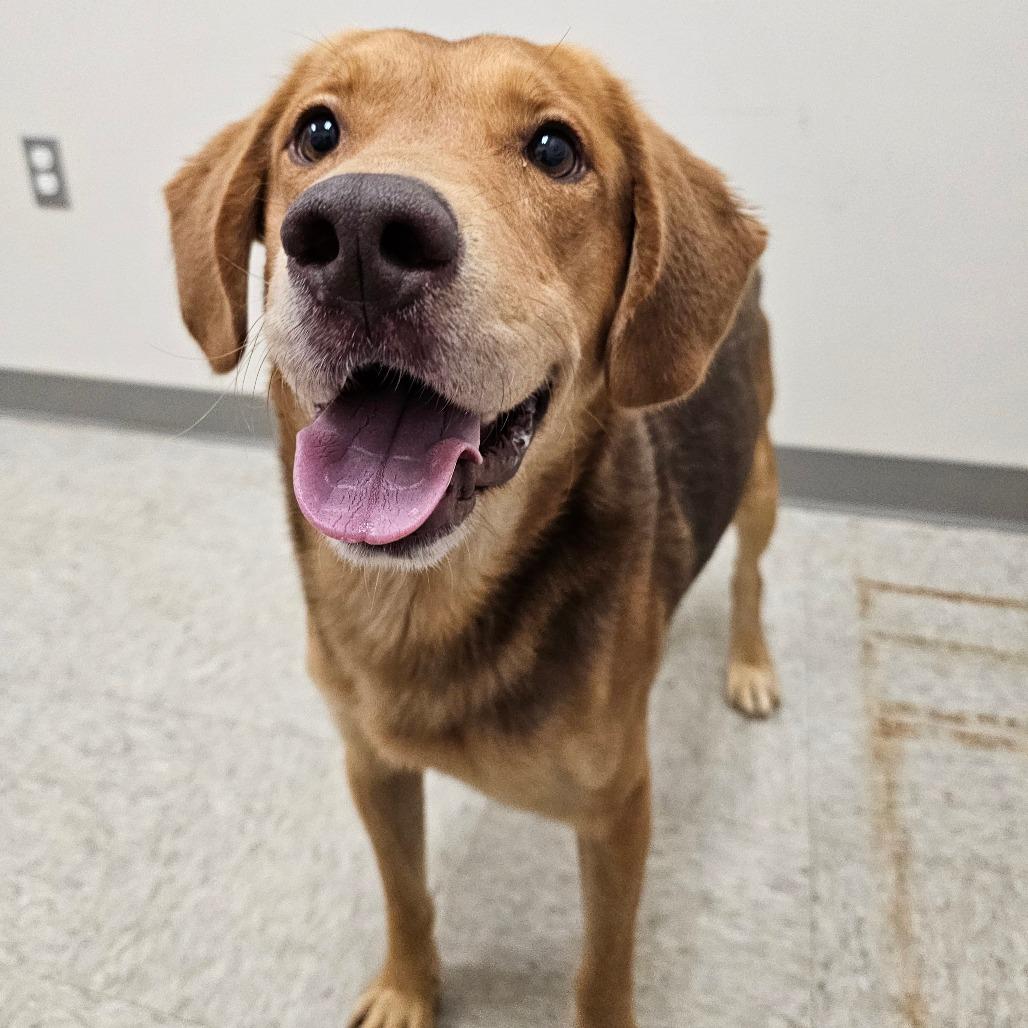 Enlarge Chestnut, a Adoptable mixed breed in Chatham, VA image 2/5