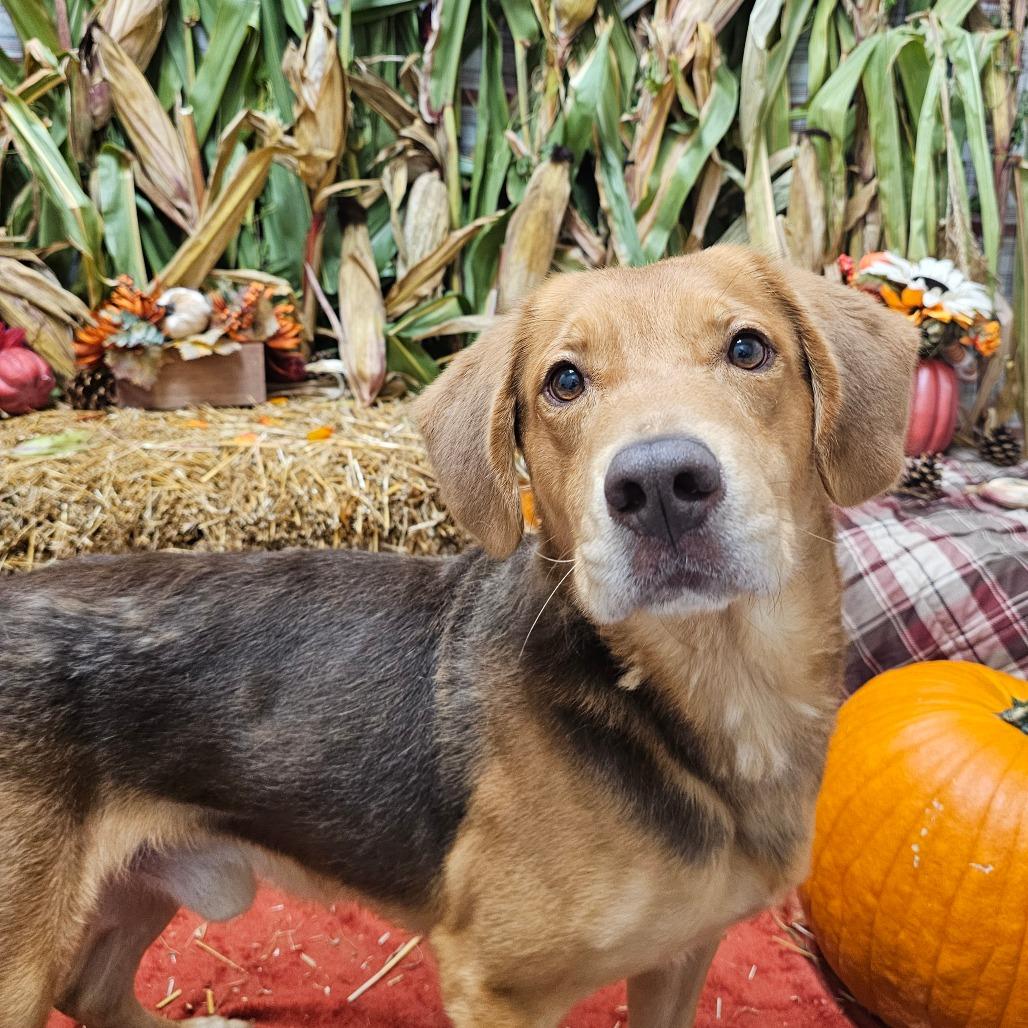 Enlarge Chestnut, a Adoptable mixed breed in Chatham, VA image 3/5