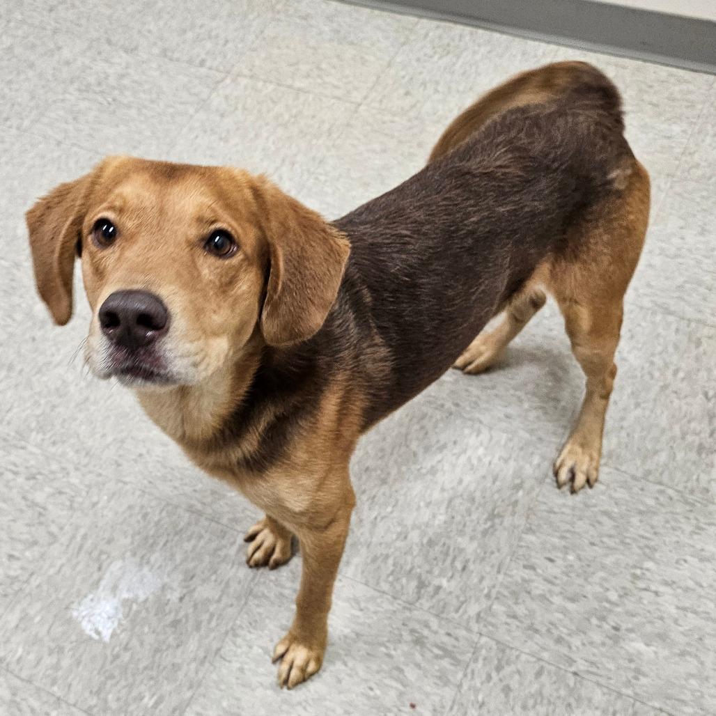 Enlarge Chestnut, a Adoptable mixed breed in Chatham, VA image 4/5