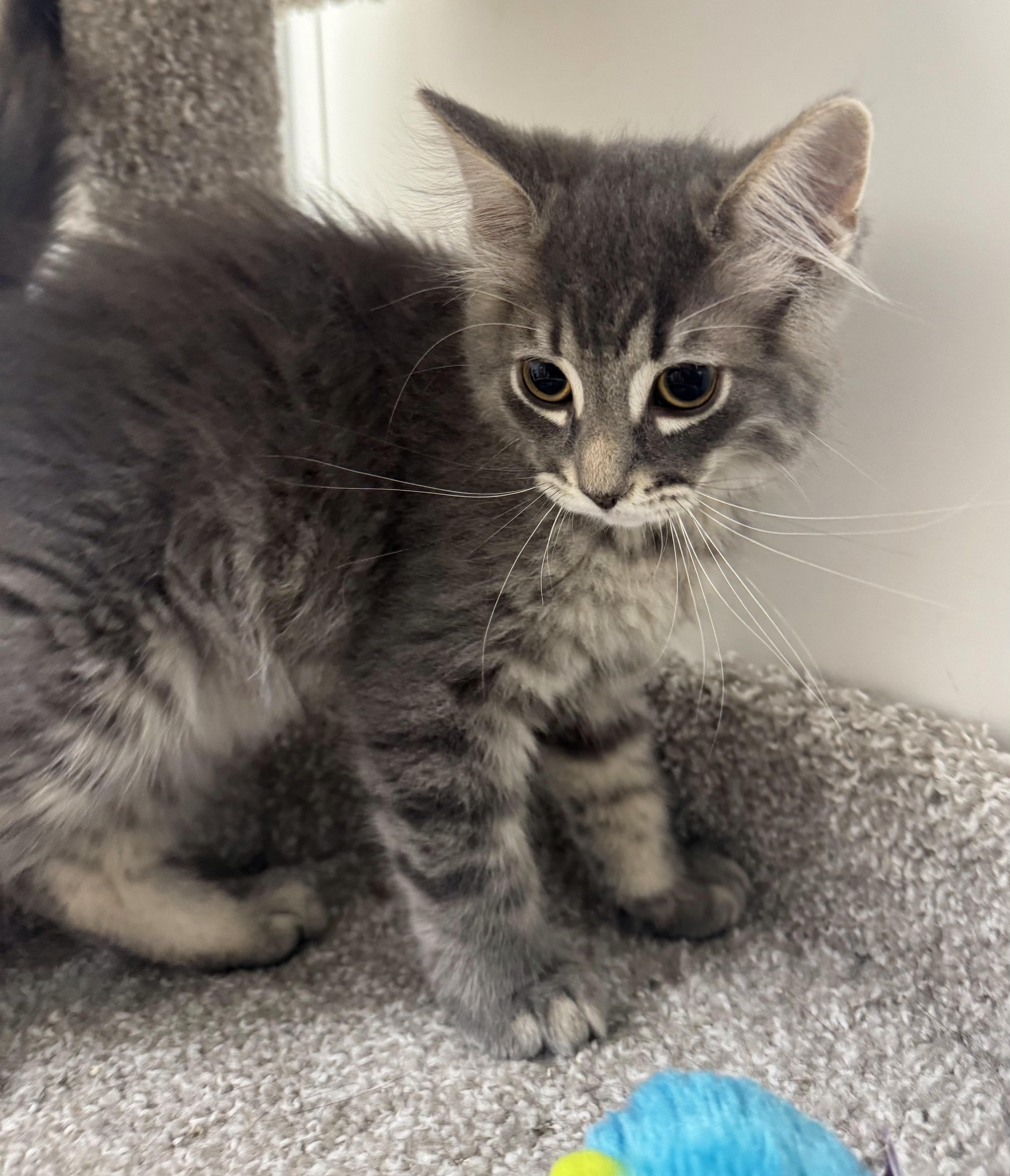Jasper, adopted, Kitten Male Domestic Long Hair.