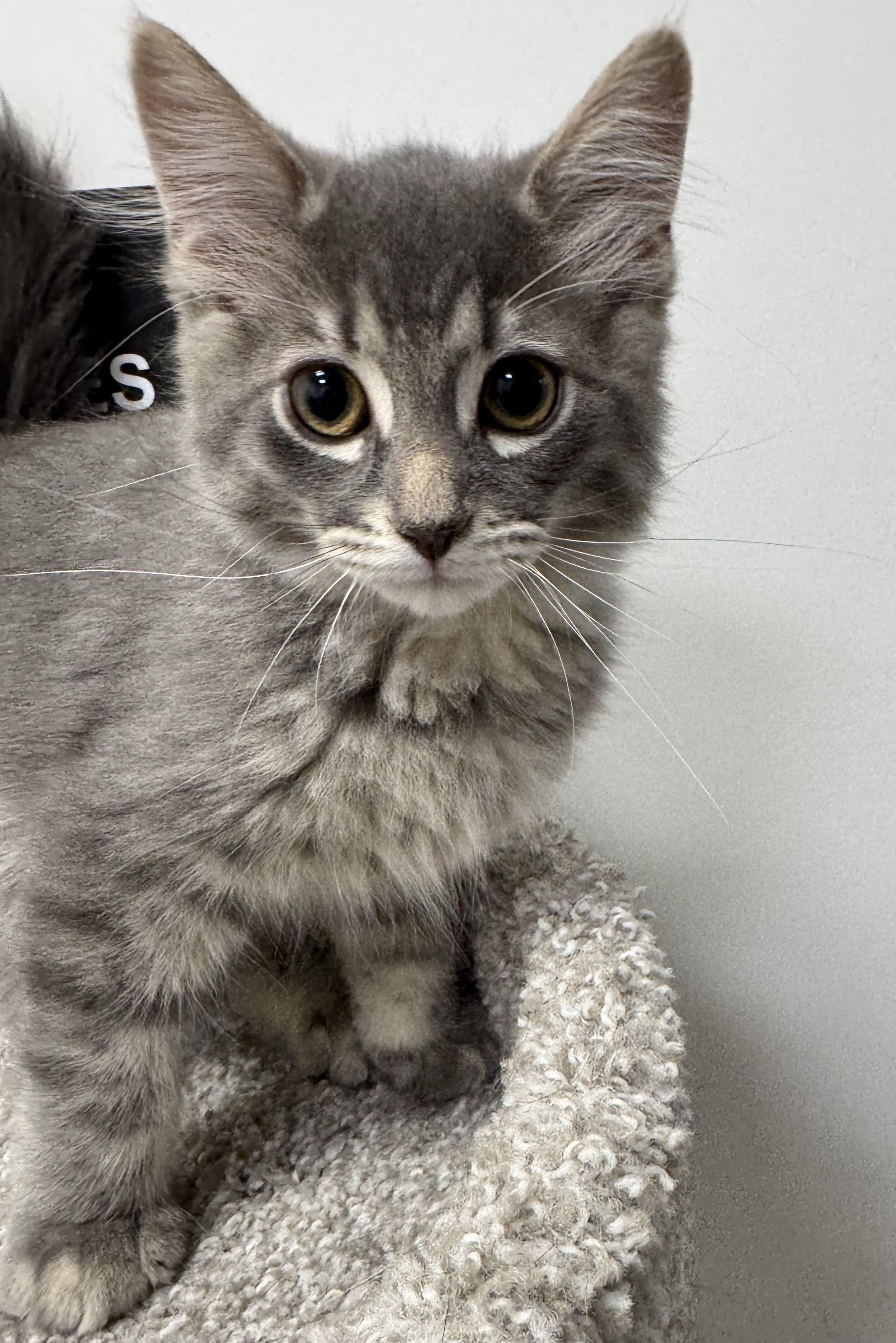 Enlarge Jasper, an adopted Domestic Long Hair in Pickering, ON image 2/2