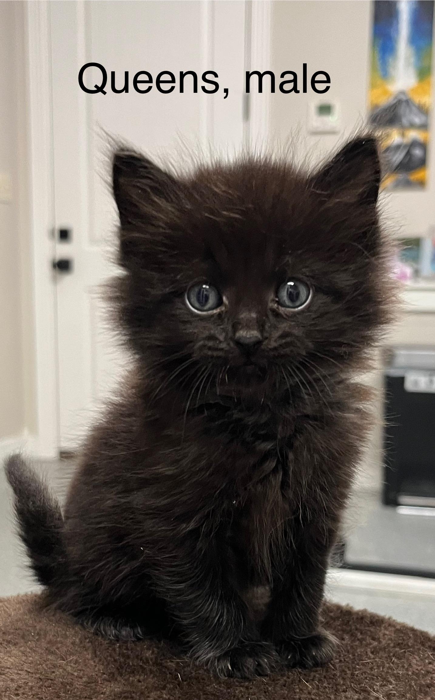 Enlarge Queens (Texas), an adopted Domestic Medium Hair in Nutley, NJ image 1/1