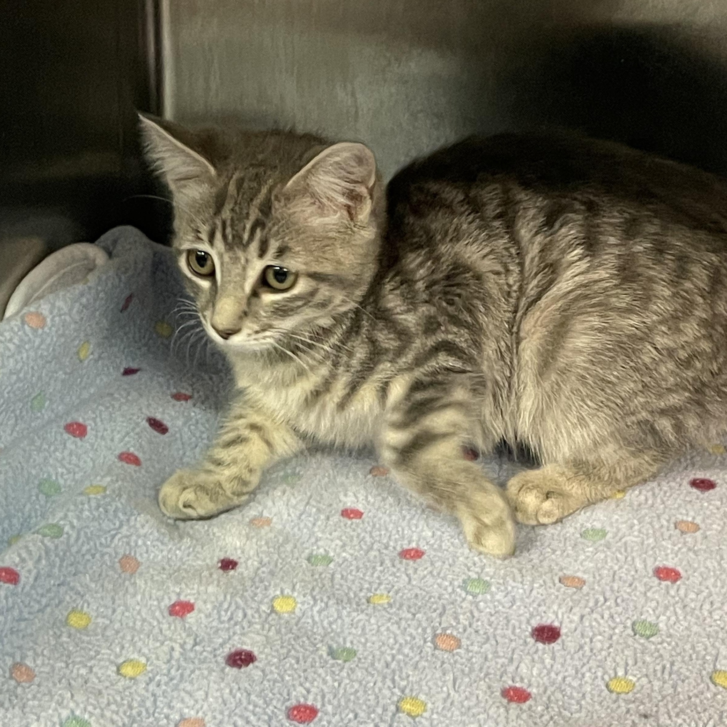 Strawberry, a Adoptable Tabby in Livonia, MI image 3/4