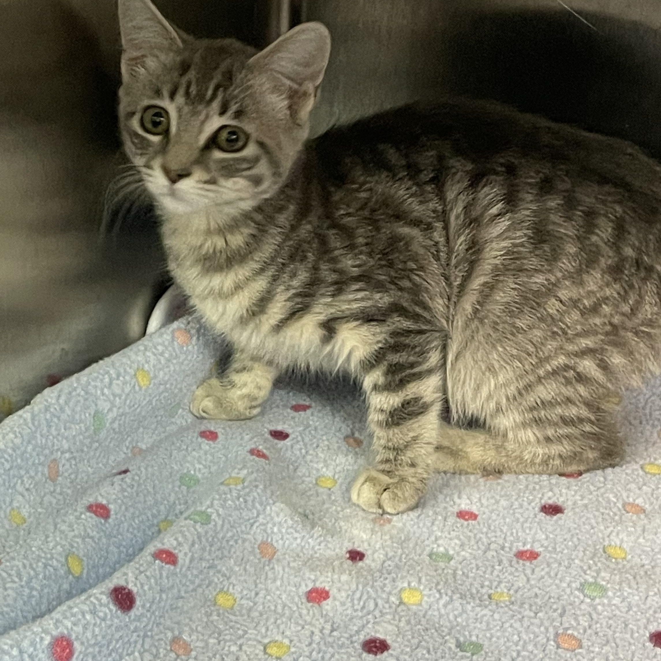 Strawberry, a Adoptable Tabby in Livonia, MI image 2/4
