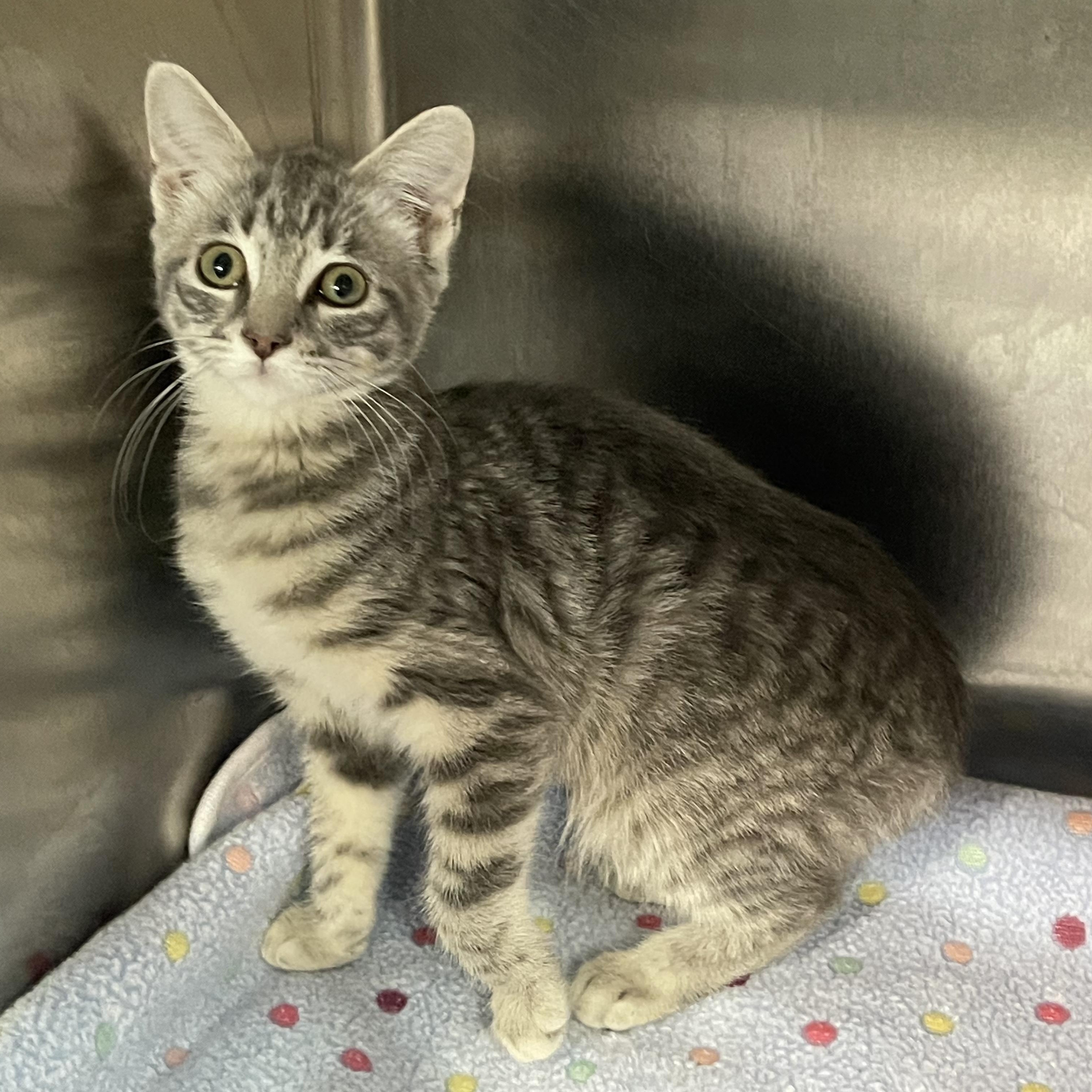 Strawberry, a Adoptable Tabby in Livonia, MI image 1/4