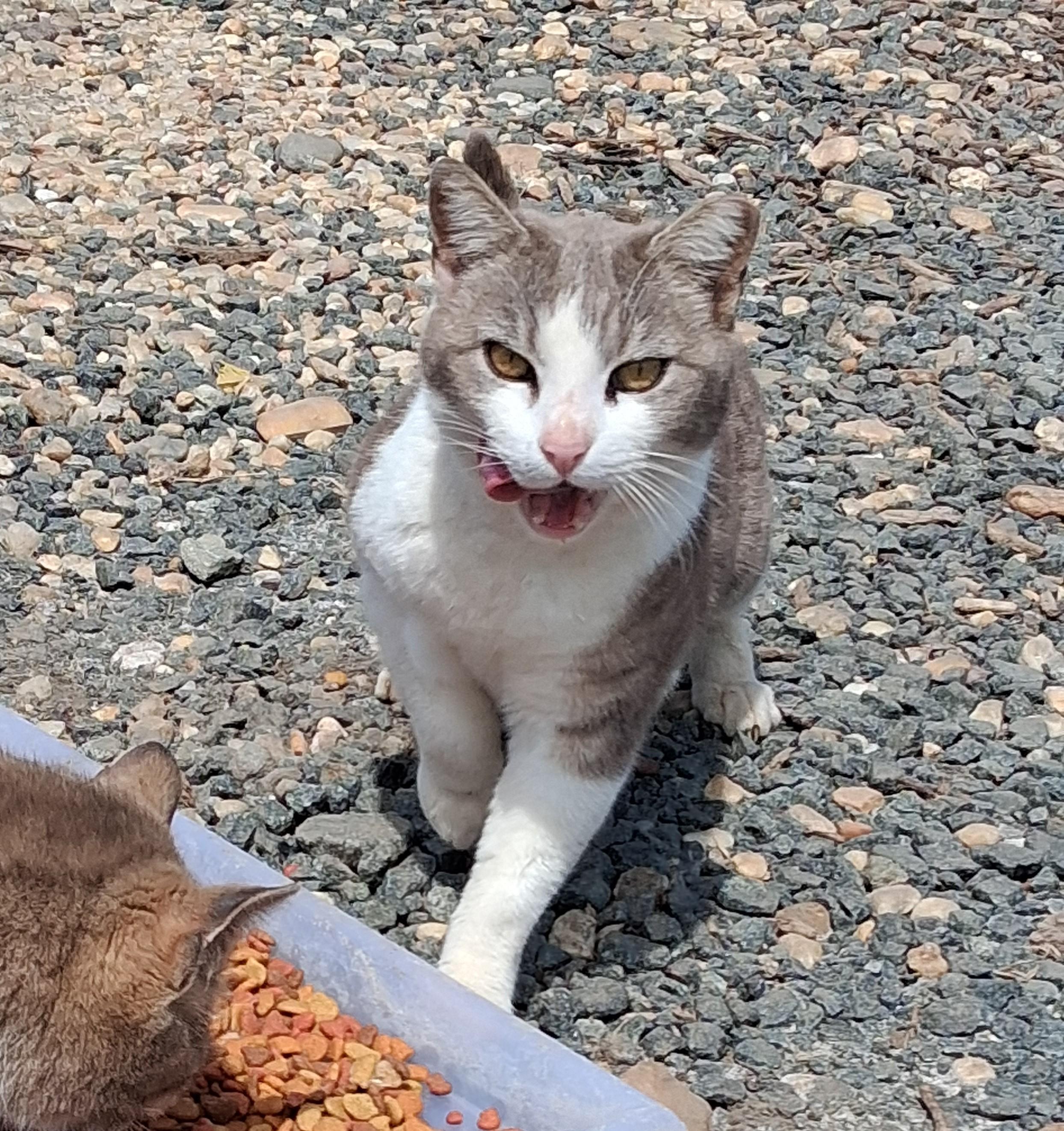 Cutie pie, ADOPTABLE, Adult Male Domestic Short Hair.