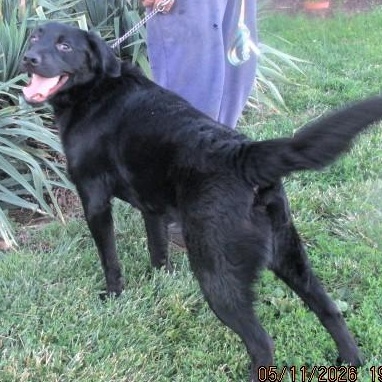 Diesel, a ADOPTABLE Labrador Retriever in Frederick, MD image 2/6